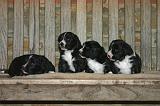 BORDER COLLIE 1548